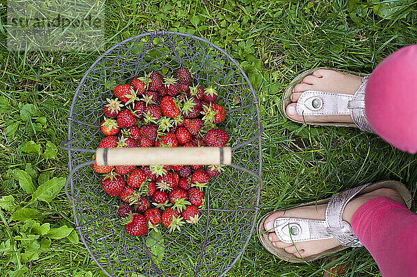 Mädchen mit Korb mit frischen Erdbeeren auf einer Wiese