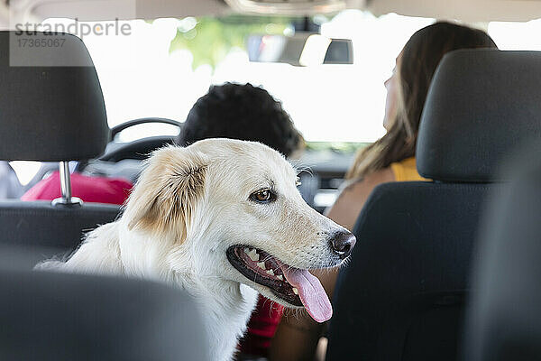 Hundesitting mit Tierhaltern im Auto