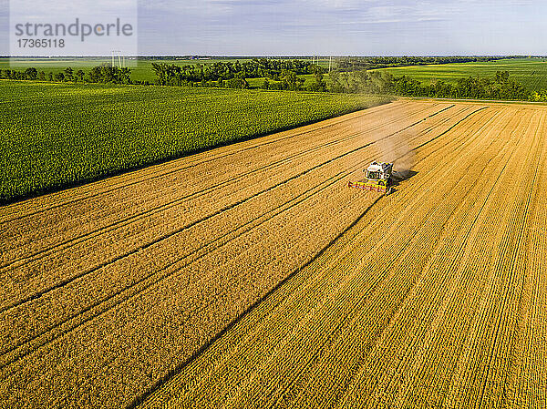 Drohnenansicht eines Mähdreschers in einem Weizenfeld