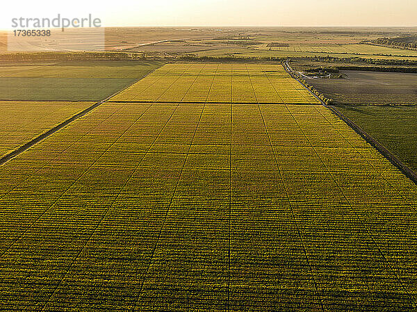 Luftaufnahme von ausgedehnten landwirtschaftlichen Feldern im Sommer bei Sonnenuntergang