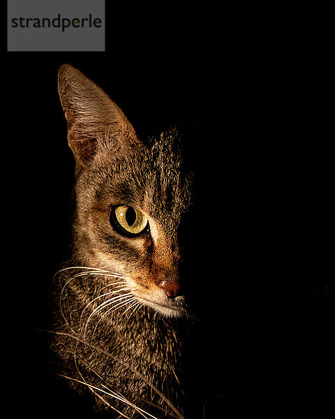 Eine afrikanische Wildkatze  Felis lybica  seitlich beleuchtet von einem Scheinwerfer bei Nacht  direkter Blick