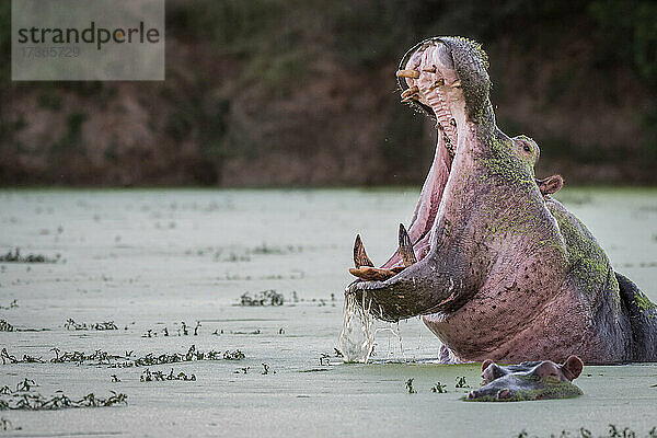 Ein Flusspferd  Hippopotamus amphibius  gähnt in einem grünen Wasserloch