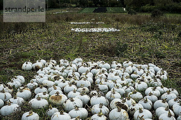 Hochformatige Ansicht von frisch gepflückten weißen Kürbissen auf einem Feld.