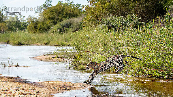 Ein Leopard  Panthera pardus  springt über einen Fluss