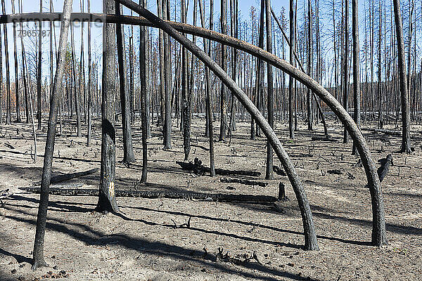 Zerstörter und verbrannter Wald nach einem ausgedehnten Waldbrand  verkohlte  verdrehte Bäume