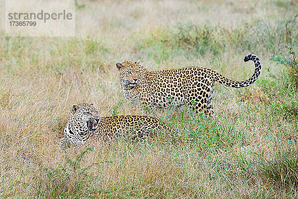 Zwei Leoparden  Panthera pardus  zusammen im Gras  einer knurrt