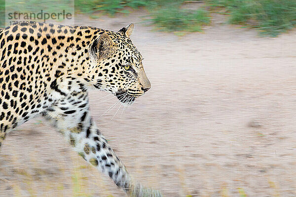 Ein Leopard  Panthera pardus  läuft auf einem unbefestigten Weg