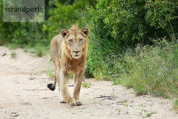 Ein junger männlicher Löwe  Panthera leo  läuft auf einer Sandstraße in Richtung Kamera