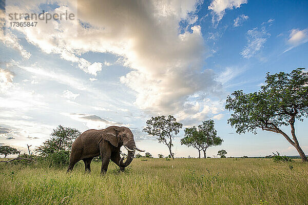 Ein Elefant  Loxodonta africana  läuft durch eine Lichtung  Wolken im Hintergrund