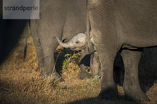 Ein Elefantenkalb  Loxodonta africana  hebt seinen Rüssel zu seiner Mutter