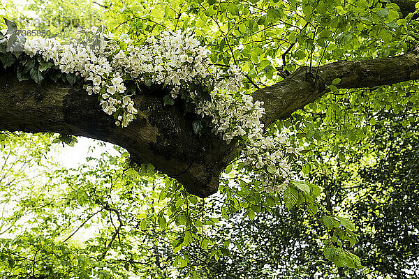 Nahaufnahme einer Blumengirlande in einem Baum für eine Waldtaufe.