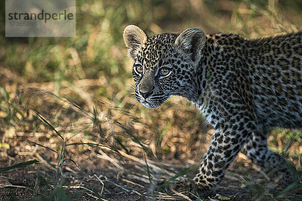 Ein Leopardenjunges  Panthera pardus  geht und schaut aus dem Bild