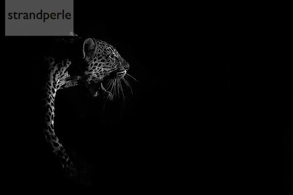 Ein Leopard  Panthera pardus  nachts beleuchtet  schwarz und weiß