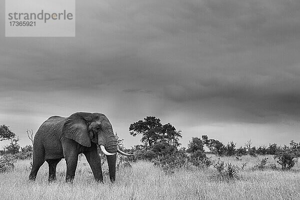 Ein Elefant  Loxodonta africana  läuft durch eine Lichtung  in schwarz-weiß