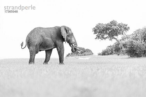 Ein Elefant  Loxodonta africana  spaziert auf einer Lichtung  in schwarz-weiß