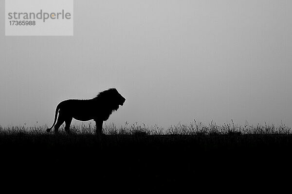Silhouette eines männlichen Löwen  Panthera leo  schwarz und weiß