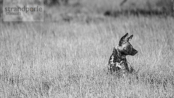 Ein Wildhund  Lycaon pictus  sitzt im langen Gras und schaut aus dem Rahmen  schwarz-weiß