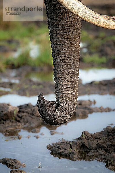 Der Rüssel eines Elefanten  Loxodonta africana