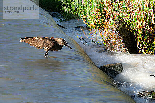 Ein Hamerkop  Scopus umbretta  steht in bewegtem Wasser  Bewegungsunschärfe