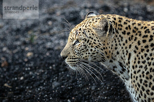 Das Seitenprofil eines Leoparden  Panthera pardus  vor einem dunklen Hintergrund