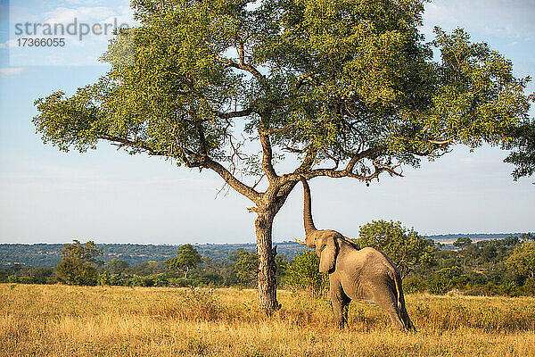 Ein Elefant  Loxodonta africana  hebt seinen Rüssel an einen Ast in einem Baum