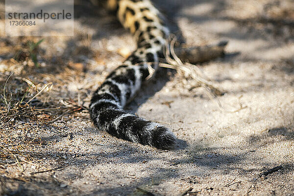Der Schwanz eines Leoparden am Boden  Panthera pardus