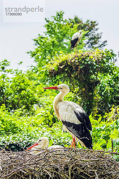 Weißstörche (Ciconia ciconia) nisten im Sommer