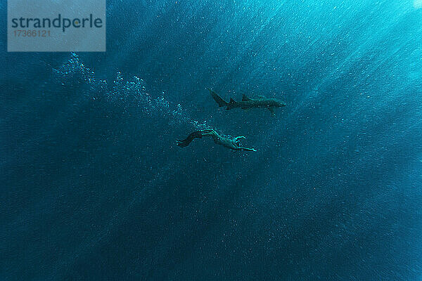 Mann schnorchelt mit Ammenhai im blauen Meer
