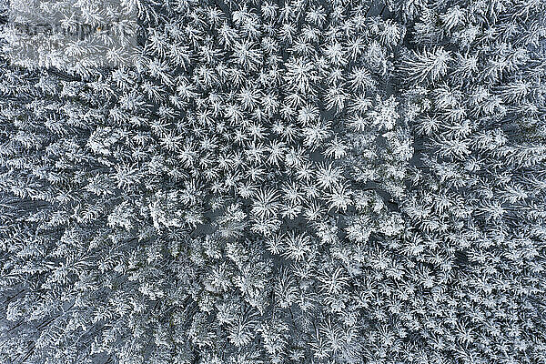 Drohnenansicht des schneebedeckten Kronendachs