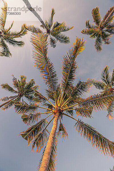 Palmen stehen gegen den Himmel