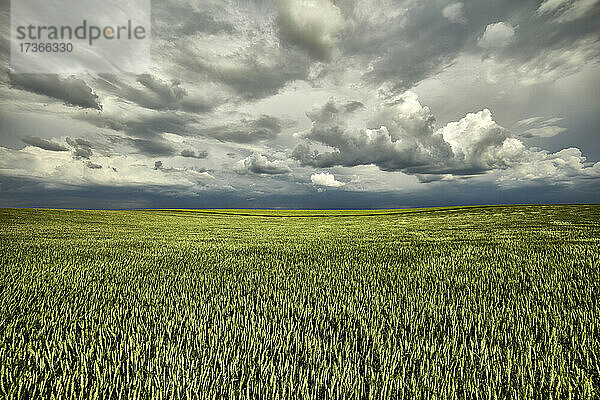 Gewitterwolken über einem großen grünen Weizenfeld