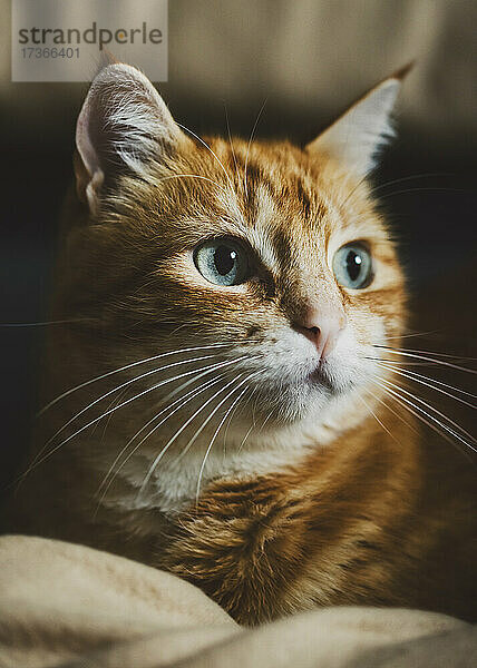 Porträt einer braunen Katze  die sich im Haus entspannt