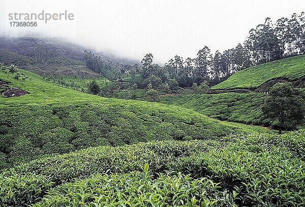 Teeplantage in Munnar  Kerala  Indien  Asien