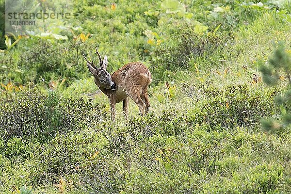 Rehbock (Capreolus capreolus) auf Bergwiese bei der Fellpflege  Tirol  Österreich  Europa