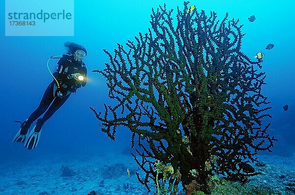 Taucherin betrachtet große Schwarze Kelchkoralle (Tubastraea micranthus)  Indischer Ozean  Mauritius  Afrika