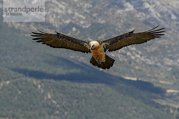 Bartgeier (Gypaetus barbatus) adult im Flug vor Bergen  Pyrenäen  Katalonien  Spanien  Europa