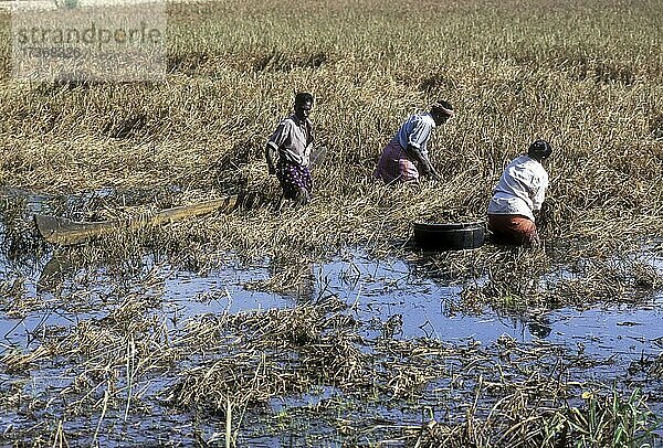 Reisernte  Reis in knietiefem Wasser  Kuttanad  Kerala  Indien  Asien