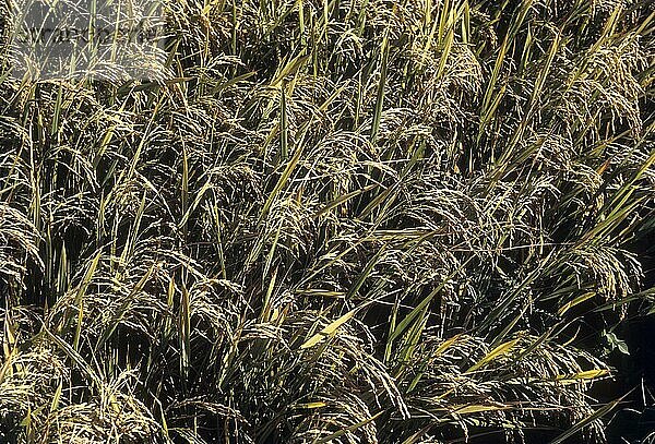 Reis in einem Reisfeld  Tamil Nadu  bereit für die Ernte  Indien  Asien
