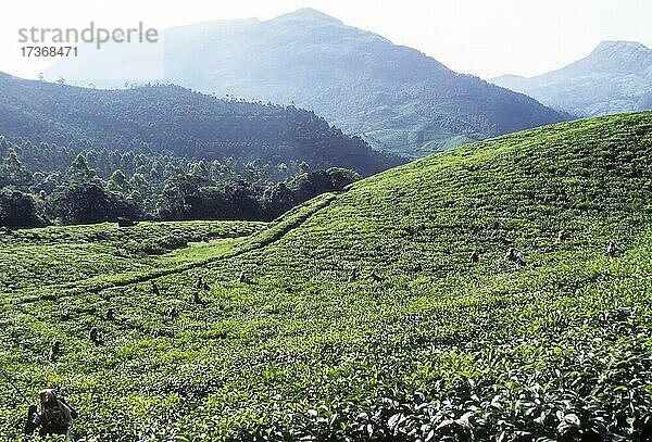 Arbeiter in Teegärten  Munnar  Kerala  Indien  Asien