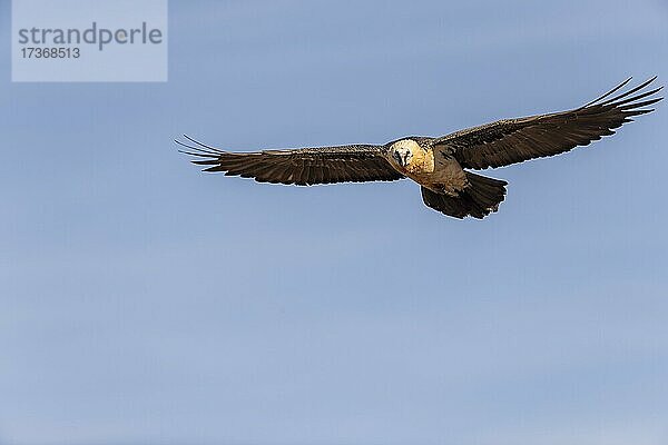 Bartgeier (Gypaetus barbatus) adult im Flug gegen den blauen Himmel  Pyrenäen  Katalonien  Spanien  Europa