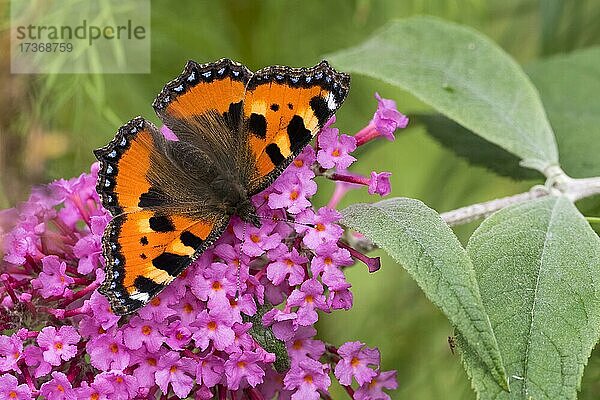 Kleiner Fuchs (Aglais urticae)  Schmetterling sitzt auf Blüte des Schmetterlingsflieder (Buddleja davidii)  Hessen  Deutschland  Europa