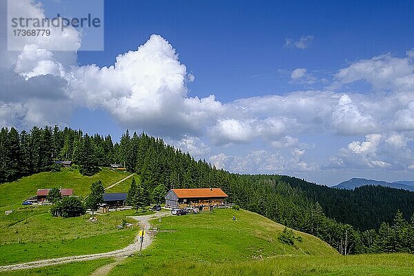 Gindelalmschneid  Gindelalm  Gindlalm  Schliersee  Oberbayern  Bayern  Deutschland  Europa