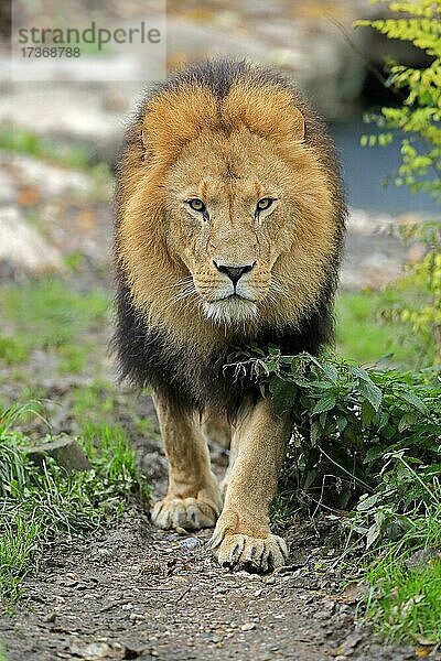 Löwe (Panthera leo)  adult  männlich  laufend  wachsam  captive