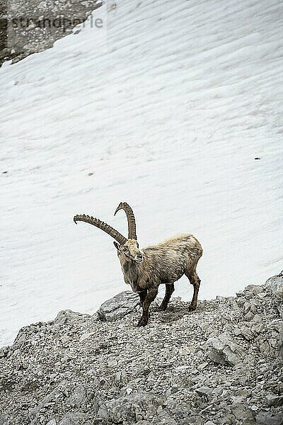 Alpensteinbock (Capra ibex) auf einem Schneefeld  Heilbronner Weg  Allgäuer Alpen  Allgäu  Bayern  Deutschland  Europa