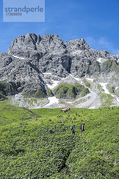 Zwei Wanderer  Kuh auf einer Wiese in den Bergen  Heilbronner Höhenweg  Allgäuer Alpen  Bayern  Deutschland  Europa