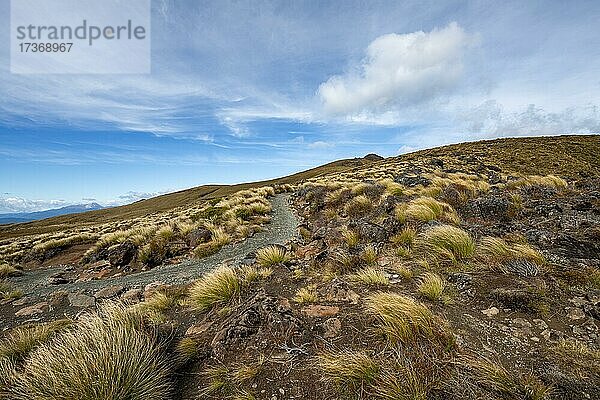 Wanderweg  Kepler Track  Great Walk  Berglandschaft mit Gras  Kepler Mountains  Fiordland National Park  Southland  Neuseeland  Ozeanien