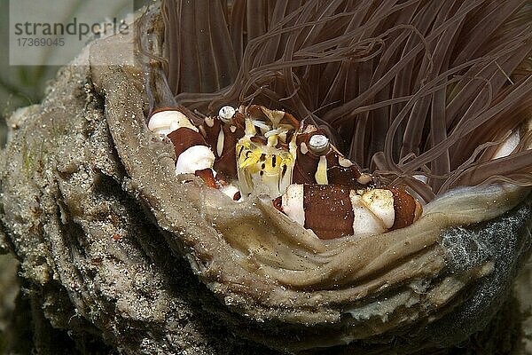 Zylinderrosen-Schwimmkrabbe (Lissocarcinus laevis)  Pazifik  Sabang Beach  Insel Mindoro  Philippinen  Asien