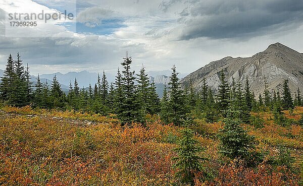Herbstlich verfärbte rote und gelbe Büsche zwischen Nadelbäumen  Berglandschaft  Jasper National Park  British Columbia  Kanada  Nordamerika