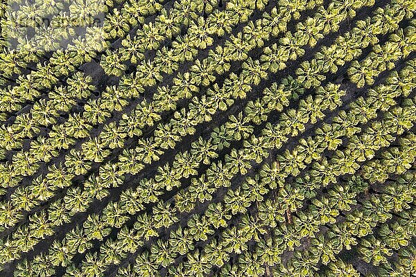 Baumschule mit Reihen kultivierter Kalifornische Washingtonpalmen (Washingtonia filifera)  Luftbild  Drohnenaufnahme  Naturschutzgebiet Ebro-Delta  Provinz Tarragona  Katalonien  Spanien  Europa