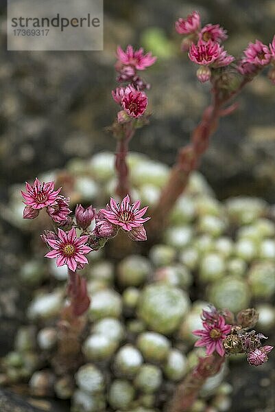 Blüten vom Dachhauswurz (Sempervivum tectorum)  Bayern  Deutschland  Europa